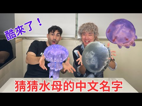 酷來了！猜猜水母的中文名字！クラゲの中国語名称を当ててみよう！