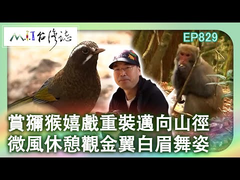 賞獼猴嬉戲重裝邁向山徑 微風休憩觀金翼白眉舞姿｜臺中市和平區 麥覺明【@ctvmit829集】