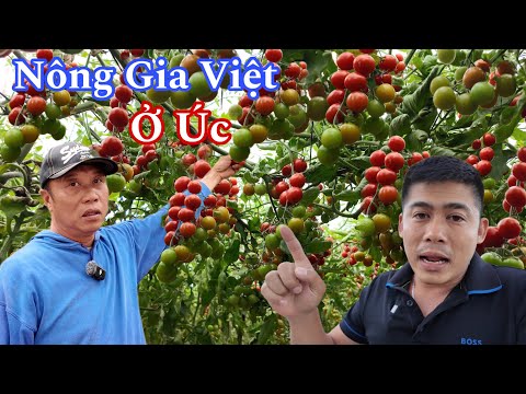 Người Việt Làm Nông Ở Úc Giàu Hay Nghèo ?
