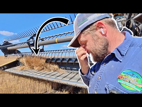 Linseed Never Disappoints! | Harvest 2025 Ep 14 | Vlog 442
