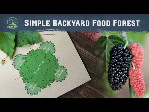 Easy Food Forest for Small Yards: Start with Just 5 Plants