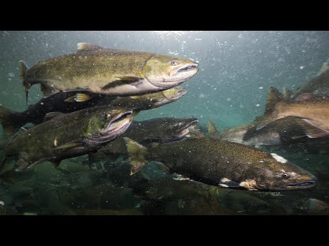 The Salmon Comeback: Inside Norway’s Fishing Legacy