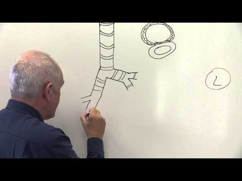 Respiratory System 1, Lungs, chest wall and diaphragm