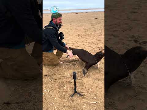 First Entangled Pup For The Year 2026 #shorts