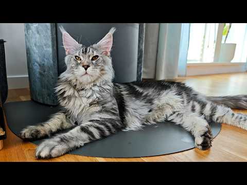 Maine Coon Kitten Ludwig Is So Big Now!