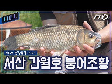 간월호 붕어조황 쿨러가득?? [NEW현장출동25시/4회]