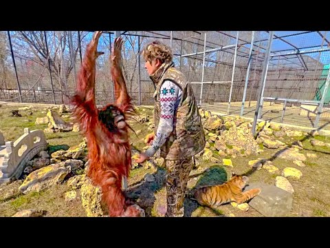 Орангутан ВОСПИТЫВАЕТ  ТИГРЕНКА , заступаясь за маму-Лялю!