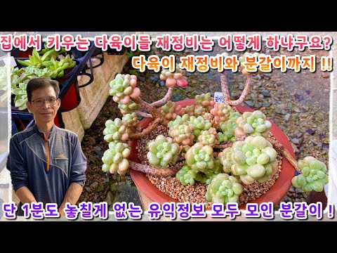 집에서 키우는 다육이들 재정비 어떻게 하는거냐구요 ?! 그래서 준비했습니다 ! 다육이들 재정비 방법과 분갈이까지 !! 다들 어서 꿀팁들 배워가세요 ~!!