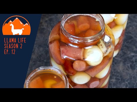 Pickled Eggs 2.0 - Ep 12 Llama Life