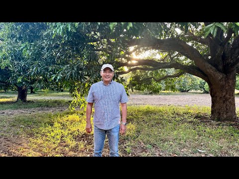 MAGUGULAT KA! BIG TIME Orchard sa Zambales, Matagal ng HI TECH! From MECHANIZATION to AUTOMATION