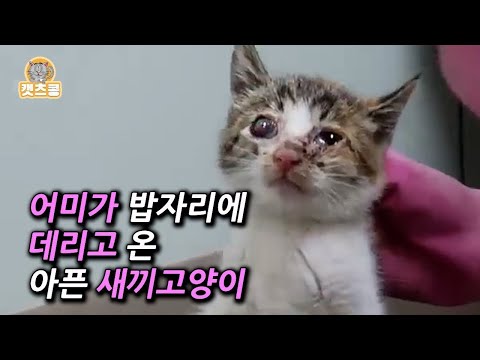 눈이 튀어나온 새끼고양이를 눈 딱 감고 외면하고 싶었는 데 . . . 차마(구조, 치료, 입양까지 몰아보기)