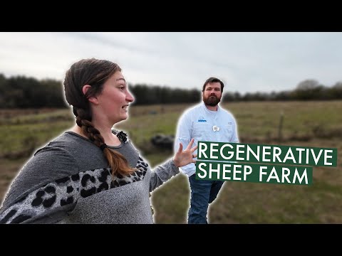 He CONVERTED Old Cattle Fields Into A REGENERATIVE Sheep Farm (Red Bird Farms)