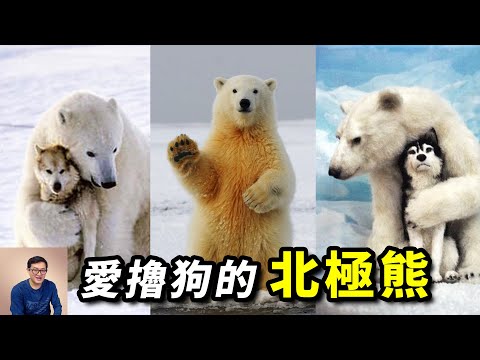 愛擼狗的北極熊引發熱議,海豹的一生之敵,為何開始頻繁接觸人類?【老肉雜談】#動物 #野生動物 #北極熊 #海洋生物 #polar bear