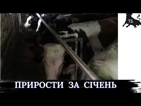№39. Відгодівля биків в Україні. Перші результати за січень 2024 року. Все буде UA!!!