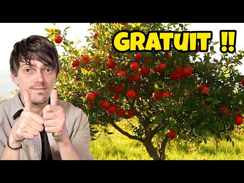 Comment avoir des arbres FRUITIERS GRATUITS en illimité