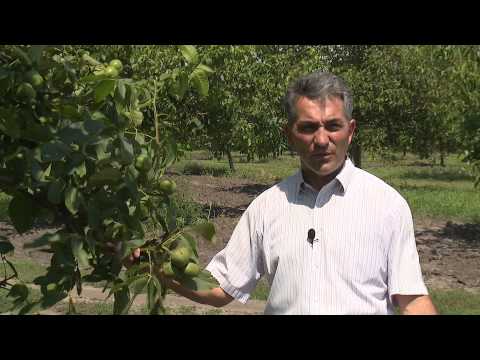 Livada de nuci, o adevărată fabrică de bani