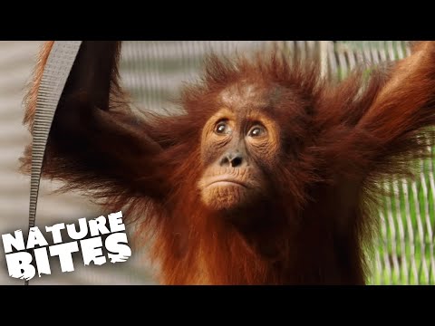 Playful Baby Orangutans Explore New Enclosure | The Secret Life of the Zoo | Nature Bites