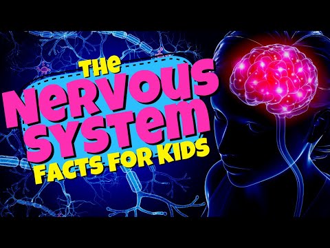 What is the Central Nervous System? Facts for Kids