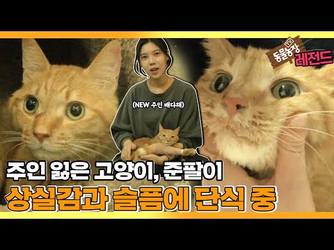 [TV 동물농장 레전드] ‘주인 잃고 단식 중인 고양이, 준팔이’ 풀버전 다시보기 I TV동물농장 (Animal Farm) | SBS Story