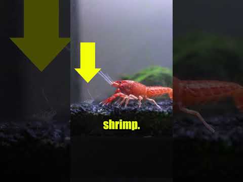 My Crawfish is Crazy..