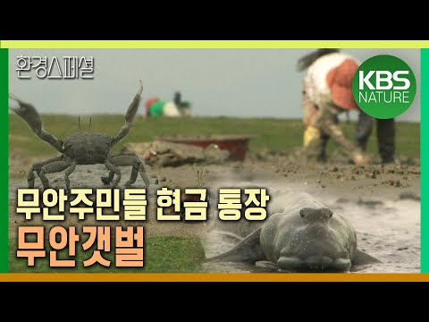 원시가 살아있는 무안 갯벌, 무안 주민들의 현금 통장 된 사연　[환경스페셜-그들은 왜 갯벌을 선택했나] / KBS 20090722 방송