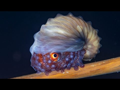 The Only Octopus With a Shell