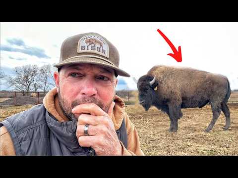 How Two Bulls Sparked Our Mission!