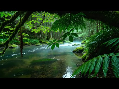 Calming Forest Ambience - River Flowing Birds Chirping in Hidden Forest Ambience for Rest, Medicine