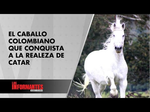 Pay Per View, el caballo colombiano que llegó a la realeza de Catar: ¿Cómo fue? - Los Informantes