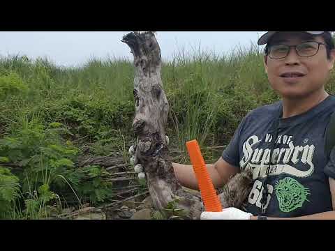 漂流木怎麼挑🤔？撿漂要注意什麼？