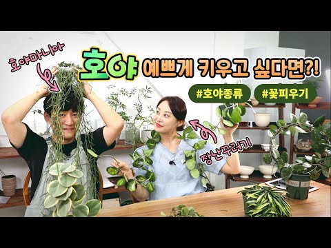호야키우기 A to Z 예쁘게 키우는 방법부터 호야꽃피우기 방법까지! 번식방법이 궁금하다면?! ㅣWax plant