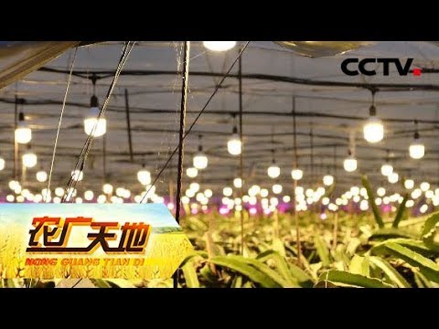 《农广天地》 让火龙果多产半年果的妙招 观光种植两不误 20190611 | CCTV农业