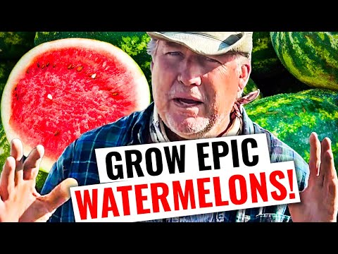 How To Grow HUGE Watermelons!