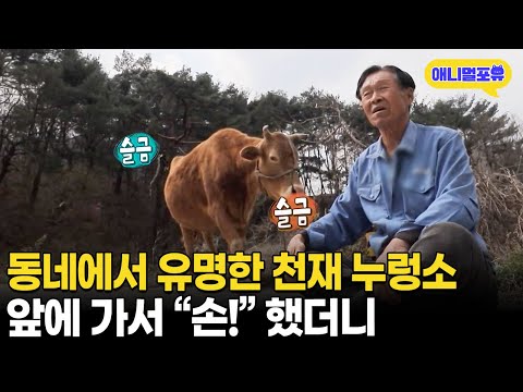 동네에서 제일 똑똑하다길래, 앞에 가서 “손!” 했더니 I KBS 생생정보 200415 방송