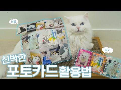 A New Way to Decorate Your Cat Photocards | Cat Walk