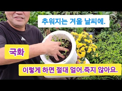 국화 죽이지 않고 집 밖에서 겨울 나는 방법 (이렇게 하면 절대 안 죽어요)