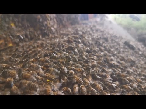 أسرار التغذية السكرية للنحل لتقوية الخلايا والصمود في الشتاء.