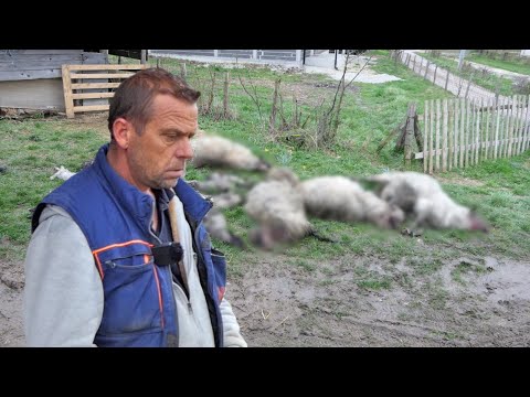 Kad se probudio preko 20 ovaca stradalo, nije ni vuk a ni lisica, užasni prizori