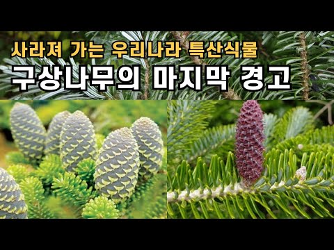 Korea's Endangered Plants Are Disappearing - The Last Warning of the Korean Fir