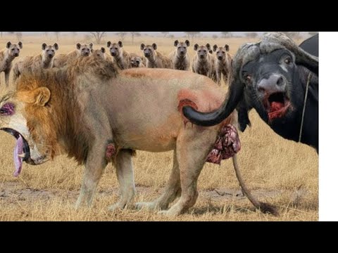 Extreme Survival Battles | Instinct vs Death