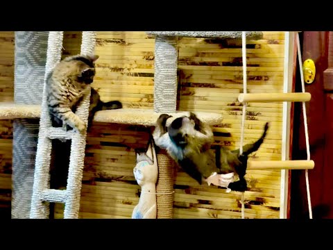 Anfisa is pestering Finik and Lapka, but they've learned to camouflage themselves really well😃