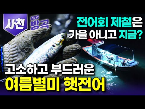 [경남 사천] 가을 전어 찾는 건 하수? 부드럽고 고소한 맛이 일품인 전어회의 진짜 제철, 여름 햇전어 잡이를 위해 새벽 조업에 나선 부부┃#한국기행 #방방곡곡