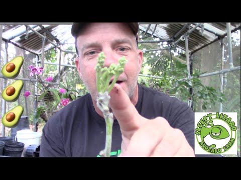 Successful Avocado Grafts and What We Did to Make Our Trees Survive the Freeze of 2022