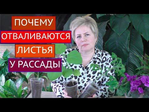 ВНИМАНИЕ! ПОЧЕМУ ОПАДАЮТ ЛИСТЬЯ РАССАДЫ И ЧТО С ЭТИМ ДЕЛАТЬ!