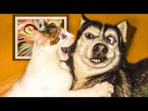 Коты против всех | Самые забавные противостояния животных