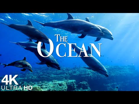 The Ocean 4K - Scenic Sea Wildlife Film With Calming Music - Sea Animals for Relaxation - 4K Video