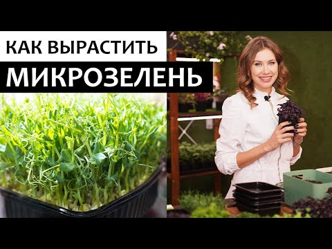 ALL ABOUT MICROGREENS | How to grow microgreens at home without soil | Chef's tips on microgreens...