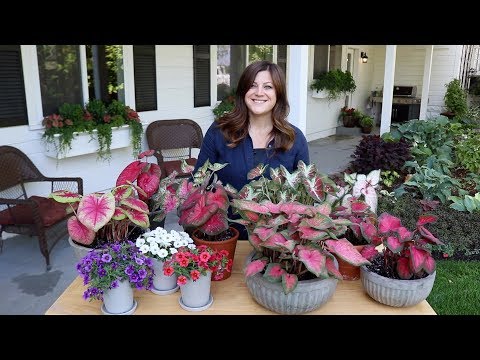 Trying Out New Superbells & Caladiums! 🙌😍 // Garden Answer
