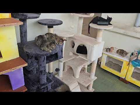 Our House Belongs to the Cats Now 😂🐾