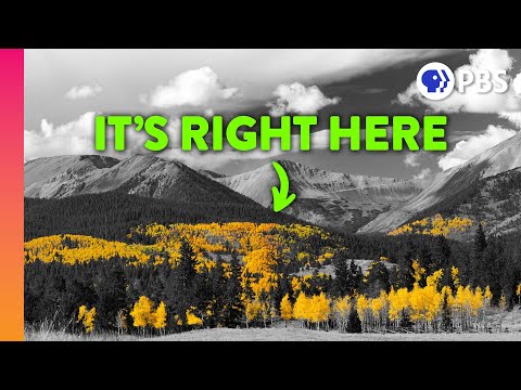 What's the Largest Living Thing On Earth?